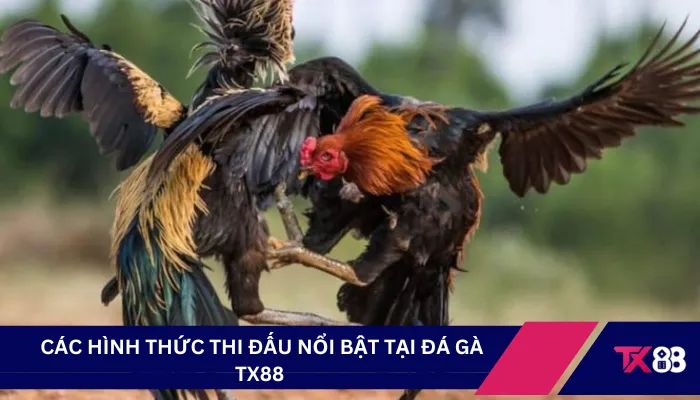 Các hình thức thi đấu nổi bật tại đá gà TX88